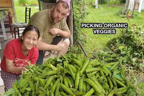 PICKING ORGANIC VEGGIES SERBIA/ORGANIC FARMING/APEI EATS