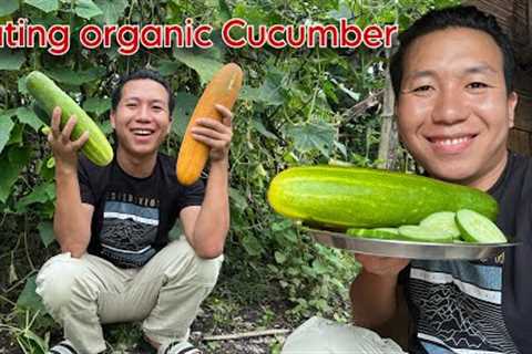 Eating organic cucumber 🥒 | village | fresh vegetable | Arunachal Pradesh | jameslibangvlog |