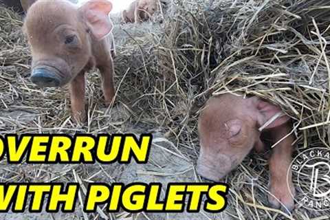 Ep. 293 - THE PIGLETS ARE HERE!!!! Red Wattle Pigs