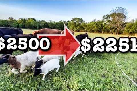 INVESTING $2500 for $225K RETURN | Farm Business Dorper Sheep Farming Cows MICRO RANCHING FOR PROFIT