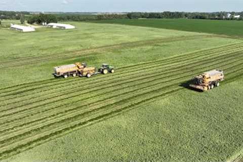 I''d rather eat a soybean... Organic Pea Harvest