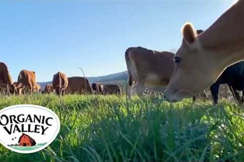 Cows Eating Grass ASMR | Organic Valley