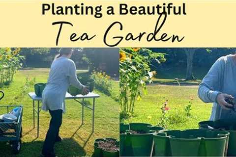 Creating a GreenStalk Herbal Tea Garden