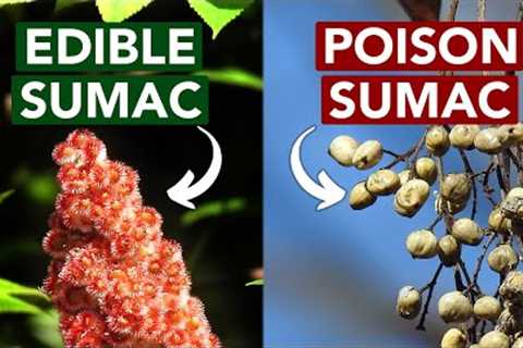 Edible vs. Poison Sumac — Learn The Difference