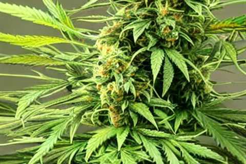 CBD Strawberry Plains Tennessee - Brookside CBD