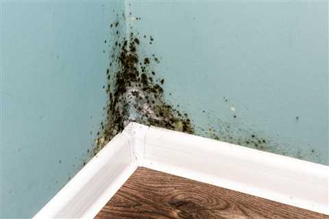 What Does Harmless Black Mold Look Like