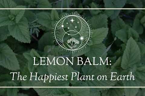 Lemon Balm: The Happiest Plant on Earth