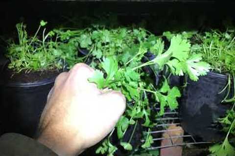 Harvesting a Fist Full of Cilantro Herbs from Seedling Pot in Nursery Box