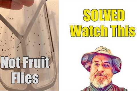 How to Kill Fruit Flies Drain Flies and Phorid Flies