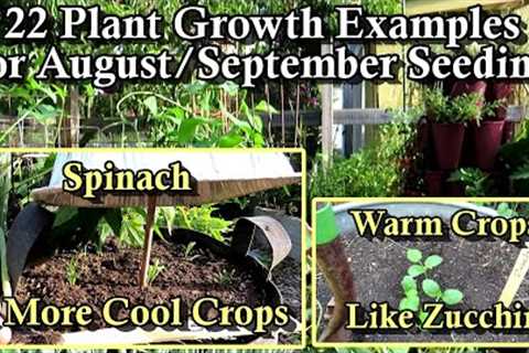 Fast Germination Examples of 22 Plants to Seed in August/September: 10 Days of Growth Follow Up!