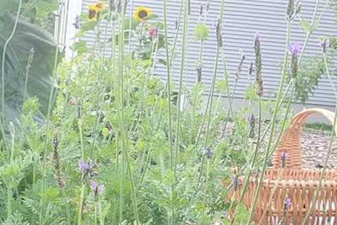 Come harvest Lavender with me.