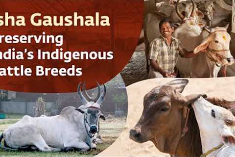 Isha Gaushala – Preserving India’s Indigenous Cattle Breeds