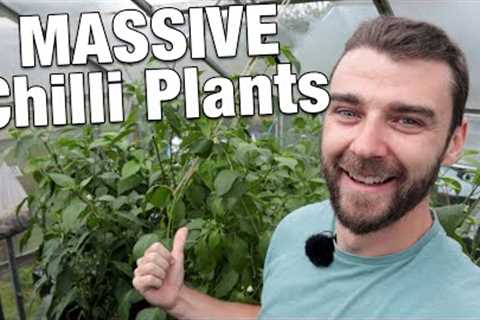 I Wasn''t Expecting This! | Greenhouse & Polytunnel Tour