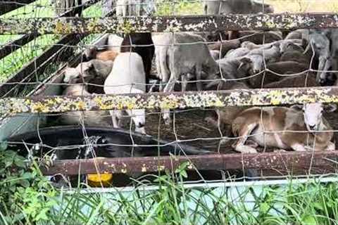 Sheep seedstock sale day at Green Pastures Farm.