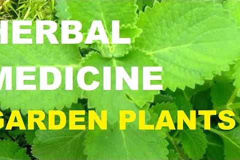 HERBAL MEDICINE | GARDEN PLANTS | GARDENING PHILIPPINES