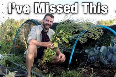 Massive Cabbage Harvest | Properly Gardening Again