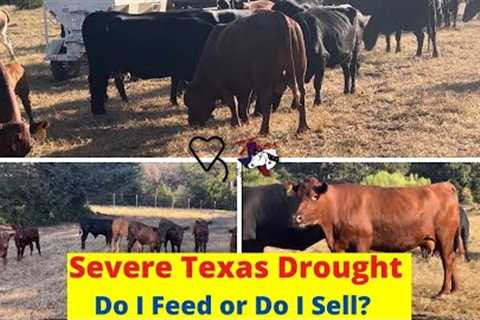 Severe Texas Drought - Do I Feed or Do I Sell? | Regenerative Ranching