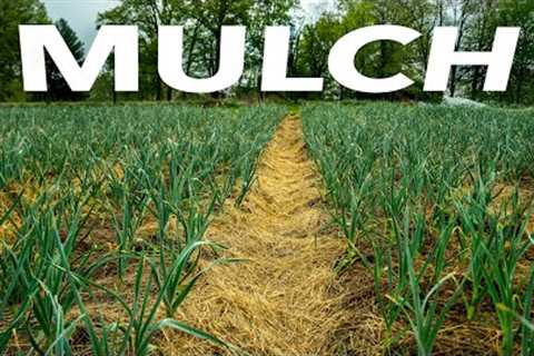 How to Use Every Mulch: The Ultimate Growers'' Guide