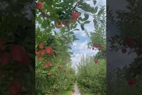 Organic Apple orchard #washingtonstate #appleorchard #apples #naturevibes #organicfarming #nature