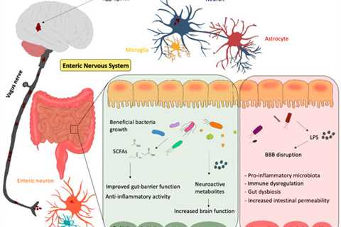 Discover the Gut-Brain Connection With Organic Nuts For Cognitive Health!