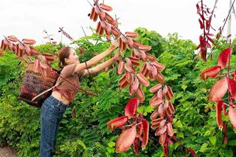 Harvesting Kite lug - Make Herbal Tea Goes to the market sell - Lý Thị Hoa