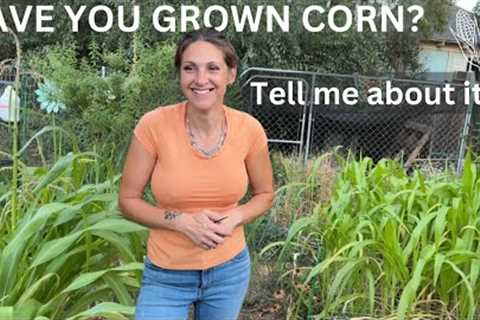 Growing Corn with Your Help|| ADVICE NEEDED #zone9b #gardening #growingcorn