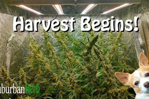 Harvest month Begins! Viparspectra ks3000 multiplant grow in flower.