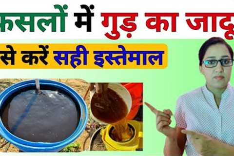 Kheti me Gud ka upyog | jaggery natural fertilizer | uses of jaggery | jaggery uses in agriculture