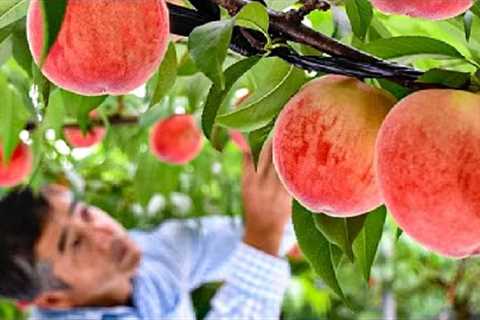 World''s Most Expensive Peaches - Japan Agriculture Technology - Peaches Cultivation Technique