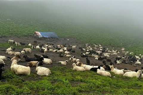 Nepali Mountain Village Life | Nepal |Rainy Day | Sheep Shepherd Life | Organic Shepherd Food |