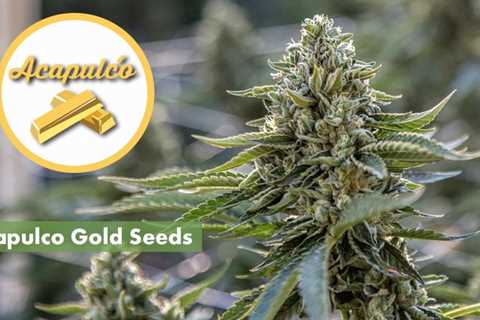 Sour Diesel Cannabis Seeds Vs Acapulco Gold Cannabis Seeds: Get To Know Which Is Right For You?