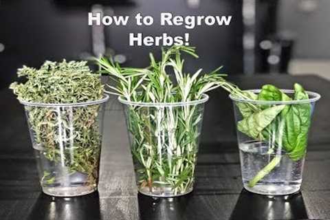 How to Regrow Herbs!
