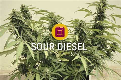 Sour Diesel Cannabis Seeds Vs Cannabis Ruderalis Seeds: Get To Know Which Is Right For You?