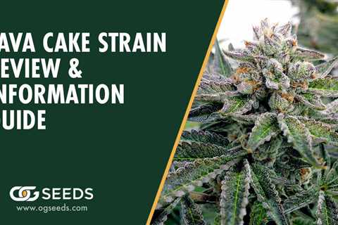 Sour Diesel Cannabis Seeds Vs Lava Cake Cannabis Seeds: What’s The Difference In 2023?