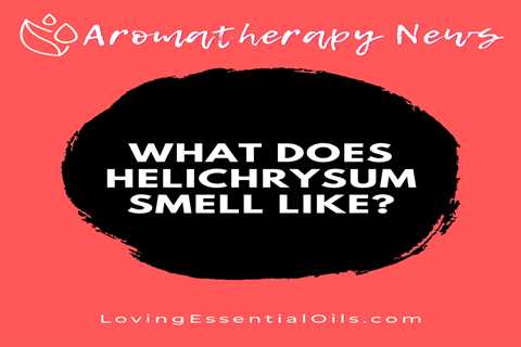 What Does Helichrysum Smell Like? Everlasting Scent