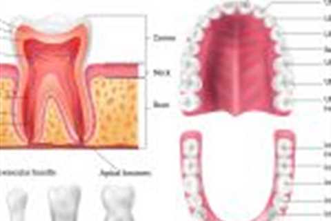 Premolar