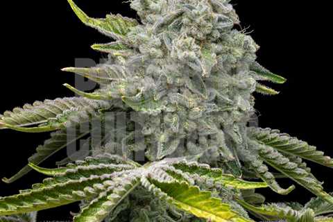 Buy Jealousy Cannabis Seeds