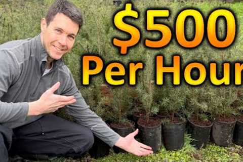 How to Make $500 Dollars an Hour with Trees | Sell Plants for Profit