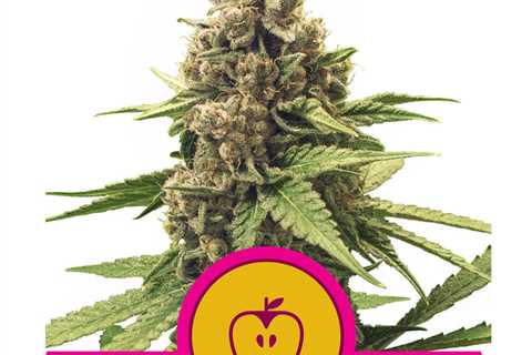 White Widow Cannabis Seeds Vs Apple Fritter Cannabis Seeds: Which Is Better For You In 2023?