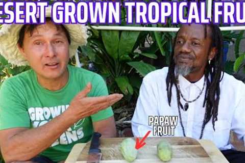 Rasta Man Grows Tropical Fruits in a Backyard Arid Desert Food Forest