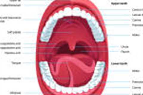 Palate