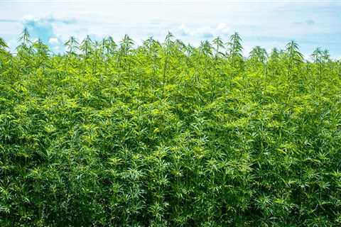 The Incredible Benefits of Hemp: Why is it so Special?