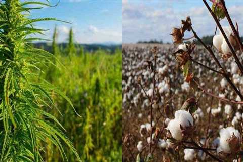 The Benefits of Hemp Over Cotton: Why We Should Make the Switch