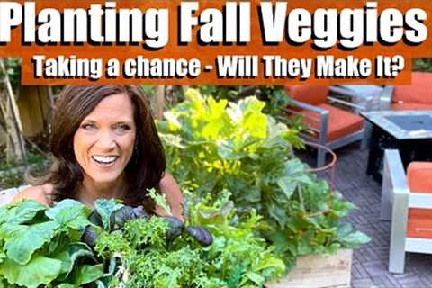 Planting Fall Veggies!  Taking a Chance - Will They Make It?