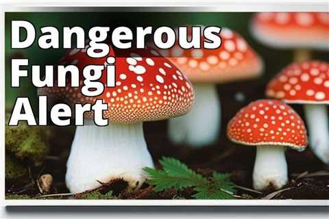 Stay Safe: The Top Amanita Muscaria Dangers You Need to Know