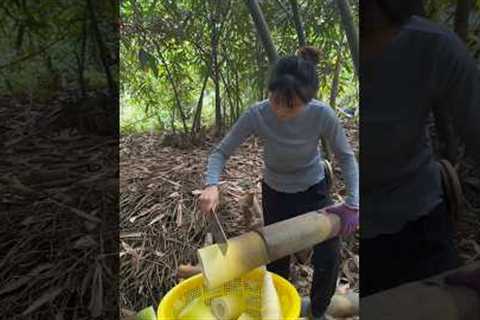 Girl Huge Bamboo shoot Harvest #fruit #amazing #bamboo #farming #organicfruits #organically #fruits