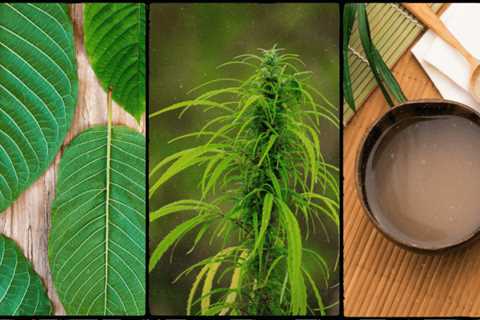Cbd Vs Kava: Which Is Best In 2023?