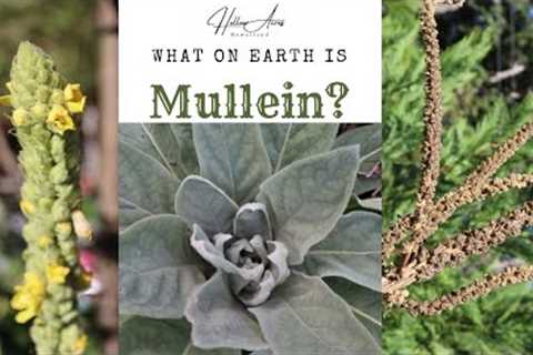 What is Mullein | Fun Facts and a Giveaway!