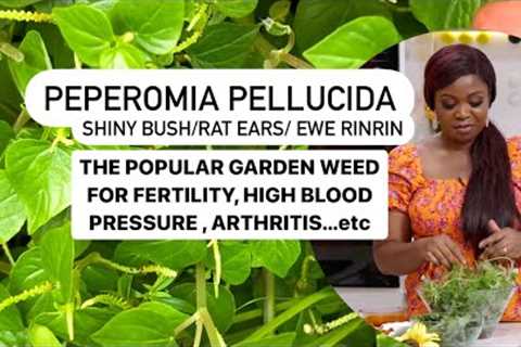 Peperomia Pellucida, The Garden weed for Fertility, High Blood Pressure, Arthritis etc