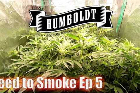 Unveiling the Journey:Seed to Smoke Blueberry Cupcake & Cali Octane Humboldt Seed Co. Season1..